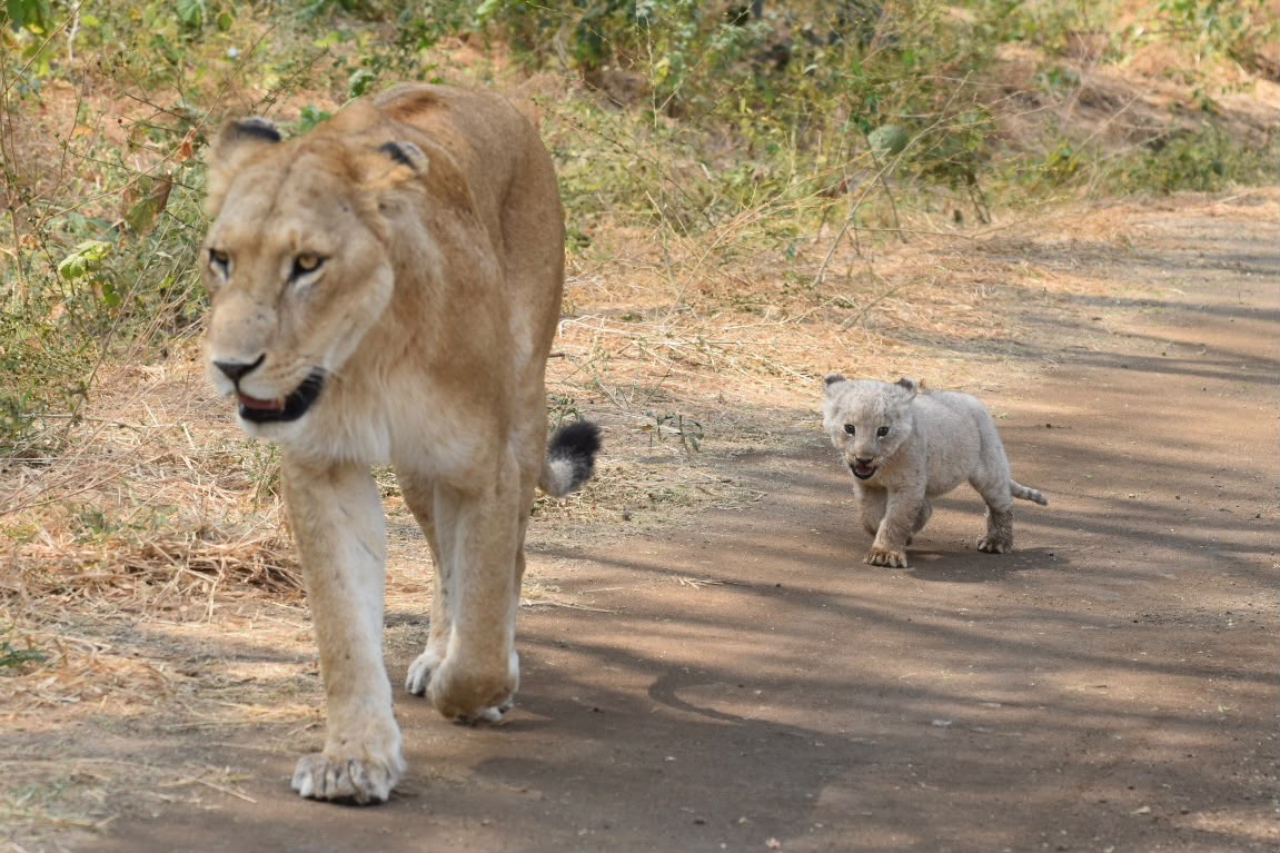 Lake Manyara National Park Tanzania